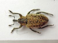 Hypera (Hypera) viciae