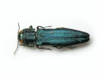 Agrilus sulcicollis