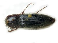 Melanotus zhantievi