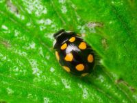 Coccinula quatuordecimpustulata
