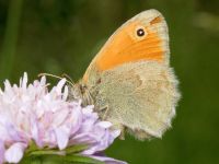 Coenonympha pamphilus