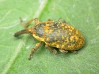 Larinus (Phyllonomeus) sturnus