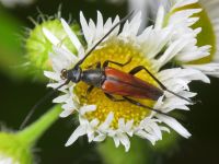Stenurella bifasciata