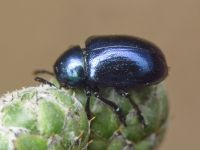 Eumolpus asclepiadeus