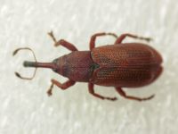 Magdalis (Magdalis) rufa