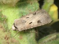 Agrotis exclamationis