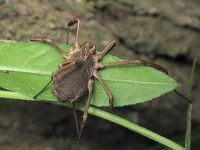 Opiliones