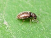 Cortinicara gibbosa