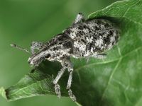 Cyphocleonus dealbatus