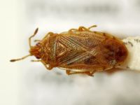 Chilacis typhae