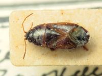Lamprodema maura