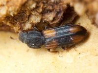 Bitoma crenata