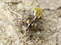 Hypera (Hypera) nigrirostris