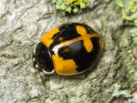 Adalia bipunctata