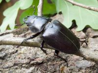 Lucanus cervus