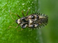 Dictyla rotundata