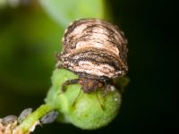 Vilpianus galii