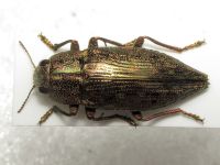 Dicerca fritillum