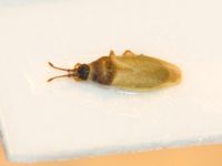 Agramma confusum