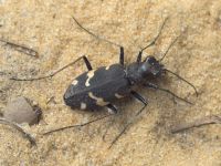 Cicindela sylvatica