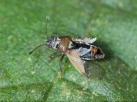 Cymus melanocephalus
