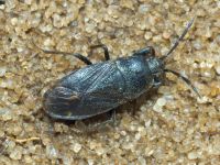 Megalonotus dilatatus