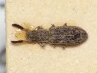 Orthocerus crassicornis