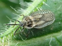 Dictyonota strichnocera