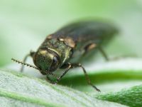 Agrilus zigzag
