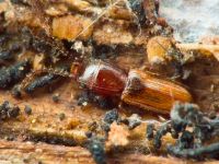 Cryptolestes duplicatus