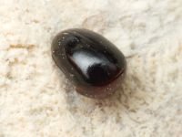 Agathidium nigripenne