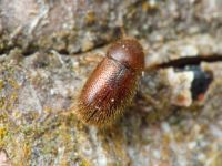 Rhopalodontus baudueri