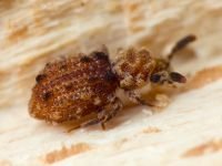 Nosodomodes diabolicus