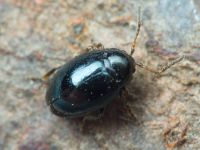 Hermaeophaga mercurialis