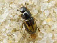 Aphodius