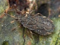 Aradus distinctus
