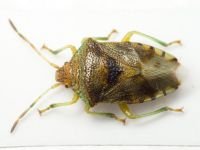 Elasmucha grisea