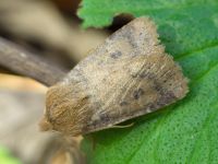Noctuidae