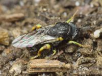 Chalcididae