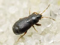 Plinthisus pusillus