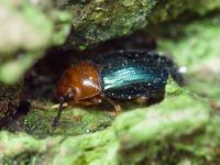 Triplax aenea