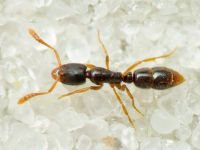 Ponera coarctata