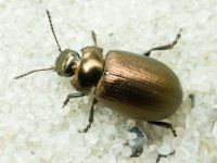 Chrysolina marginata