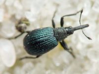 Holotrichapion (Apiops) pullum