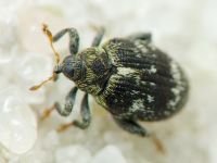 Orchestes (Alyctus) rusci