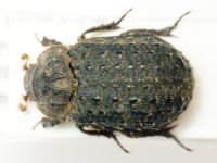 Trox hispidus