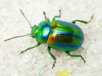 Chrysolina fastuosa