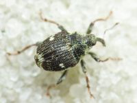 Nedyus quadrimaculatus