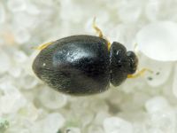 Stethorus punctillum