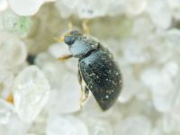 Stethorus punctillum